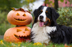 Worried about your pet being frightened this Halloween? Experts advise on how to keep them calm