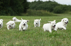 The Irish For... A drunken swaggerer and a place abounding in dogs
