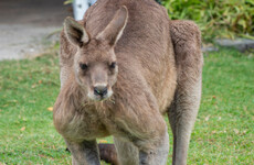 'The outcome may have been death': Three people injured in rare kangaroo attack in Australia