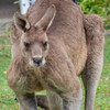 'The outcome may have been death': Three people injured in rare kangaroo attack in Australia