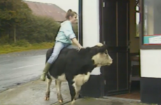 It's been 30 years since RTÉ News covered a story about an 11-year-old girl who rode her cow around Mullingar