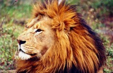Man killed by lions while showering at campsite