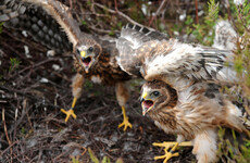 Environmental groups enraged by protected sites plan for endangered hen harrier