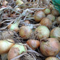 As winter approaches now is the time to think about growing your own onions