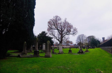 Double Take: The hidden Dublin graveyard that's more than 1,000 years old