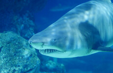 Surfer escapes shark attack at nudist beach by 'punching it until it let go'