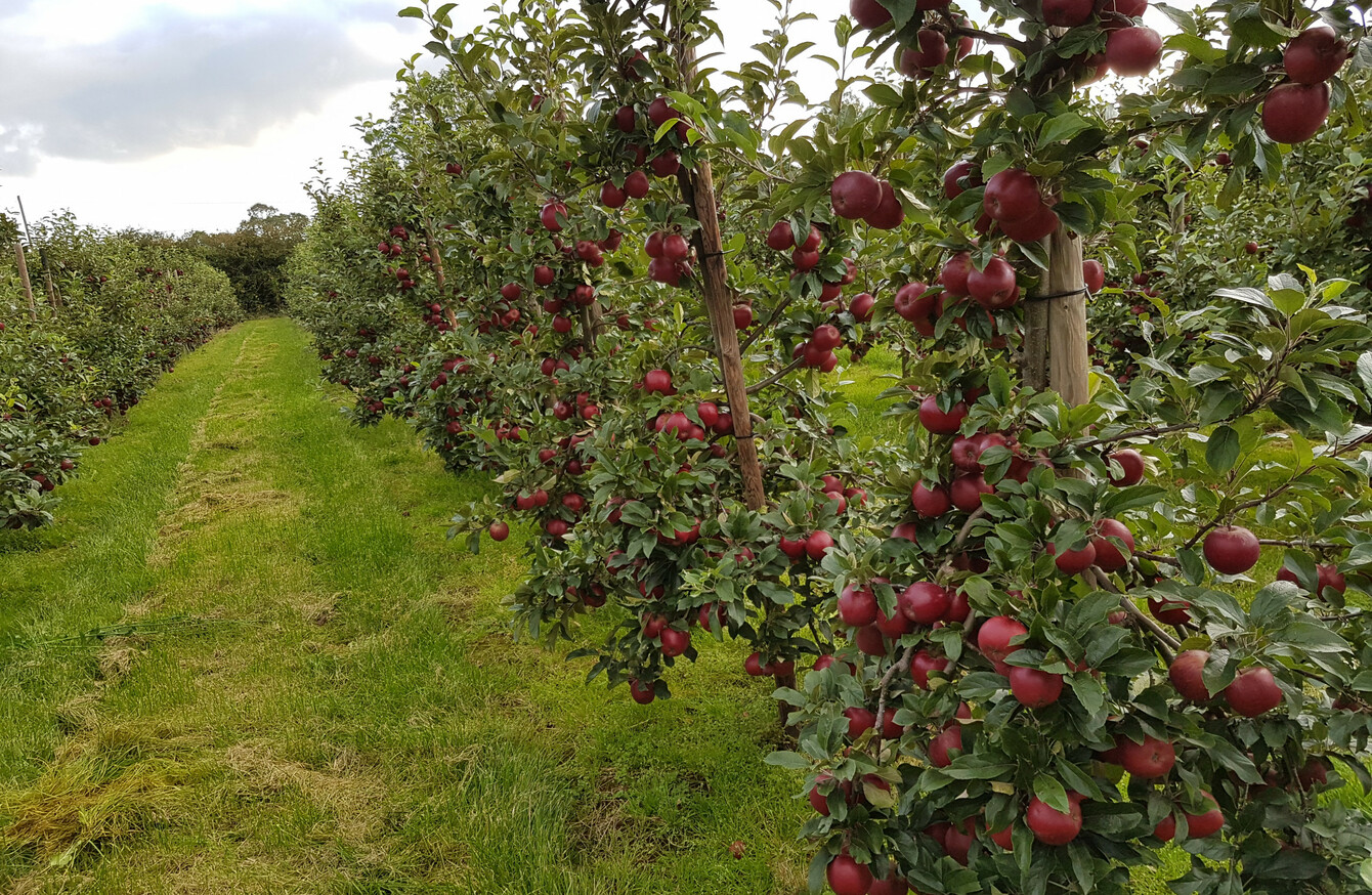 Tipperary farmer gives away 120,000 apples to local schools in a bid to ...