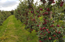 Tipperary farmer gives away 120,000 apples to local schools in a bid to promote healthy eating