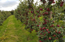 Tipperary farmer gives away 120,000 apples to local schools in a bid to promote healthy eating