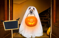 Poll: Will you be dressing up for Halloween this year?