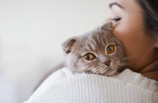 'Extremely unusual' cat deaths spark warning about dangers of antifreeze