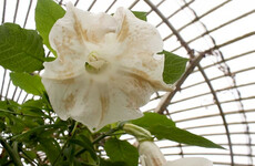 These beautiful flowers may look lovely, but they are capable of stopping your heart and can make you hallucinate