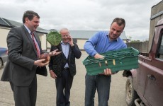 €3.7m in grants for horticultural producers