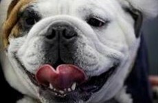 "Beautiful Bulldog" contest winner gives good face