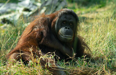 Quiz: Is this animal extinct yet?