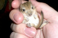 It's Friday, so here's a slideshow of gerbils from around the world