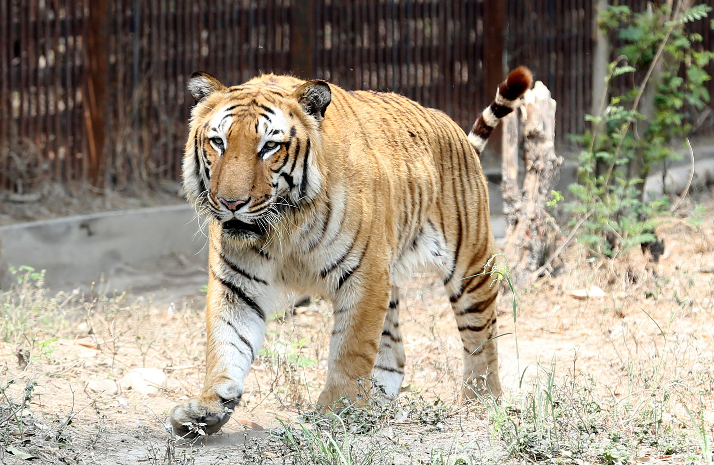 Man-eating Tiger Killed In India After 150-strong Man Hunt