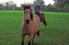 Galway stallion tests positive for rare equine metritis infection