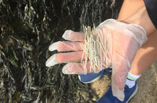 Review begins as 70kg of plastic debris recovered in Dún Laoghaire baths clear-up