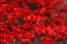 Irish people are divided on whether their politicians should wear the poppy