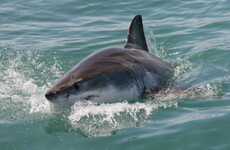 Australian man killed in shark attack on Great Barrier Reef