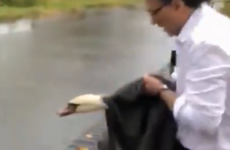 The Supervet rescued a wayward swan causing mayhem amid Dublin traffic today