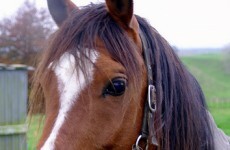 Department of agriculture confirms case of CEM in stallion