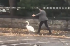 'Supervet' Noel Fitzpatrick stops traffic to rescue swan on his way to RTÉ