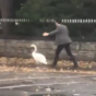 'Supervet' Noel Fitzpatrick stops traffic to rescue swan on his way to RTÉ