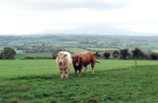 'It's not just buying beef, it's a whole new system': An Irish farmer on what it takes to supply McDonald’s