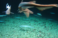 'Very rare' shark nursery discovered off Ireland's west coast