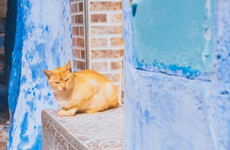 British tourist dies after contracting rabies from cat bite in Morocco