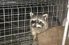 Cork woman uses dog nuts to capture one-eyed raccoon lurking in her garden
