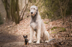 The Irish For...The role of dogs in legends, proverbs and the Brehon laws