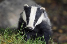 Three in court over badger baiting