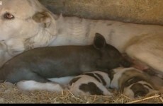 Video: Piglet adopted by dog in Spain