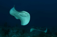 Swimmer killed by stingray and two mauled by sharks in Australia