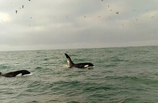 Two killer whales spotted off the coast of Dublin