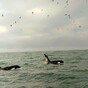 Two killer whales spotted off the coast of Dublin