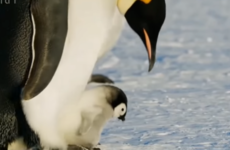 BBC nature team defends decision to intervene and save mother and baby emperor penguins