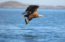 White-tailed Eagles make Clare their new nest after 100-year wait