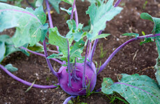 A Dublin dad was growing 'hipster' veg in his garden back in 1955