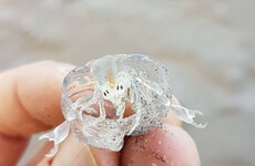 Parasites that inspired Alien monster wash up on Kerry beach