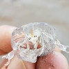 Parasites that inspired Alien monster wash up on Kerry beach