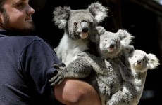 Koalas listed as 'vulnerable' in parts of Australia