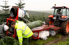 The life of an Irish Christmas tree: Fourteen years from planting to your living room