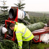 The life of an Irish Christmas tree: Fourteen years from planting to your living room