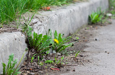 Dublin City Council to spend half a million euro on a 'weed control service'