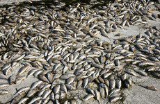 Leftover dead fish will be used to power cruise liners