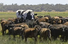 'The biggest cow in Australia, if not the world': Why Knickers the steer is captivating the planet